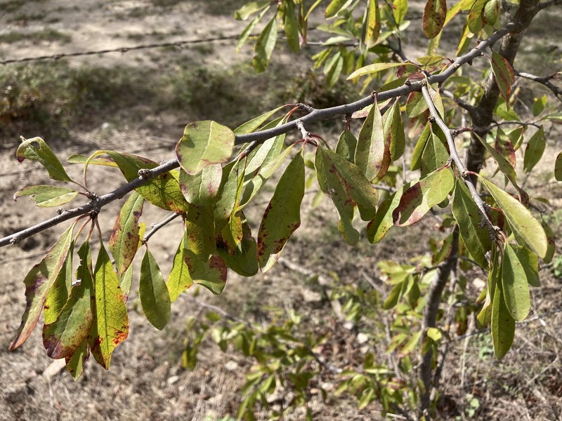 Sideroxylon lanuginosum subsp. oblongifolium photo 2
