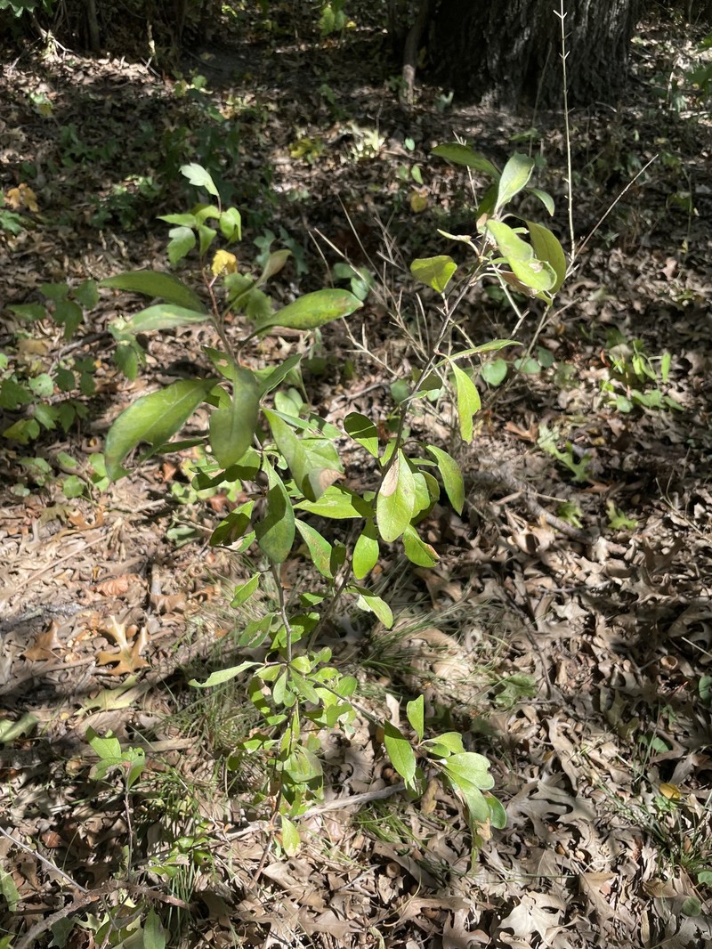 Sideroxylon lanuginosum subsp. oblongifolium photo 3