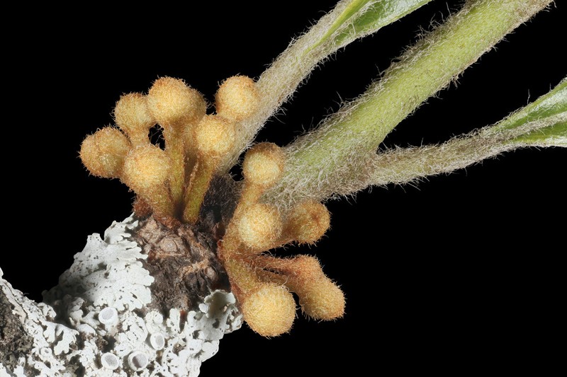 Sideroxylon lanuginosum subsp. oblongifolium photo 7