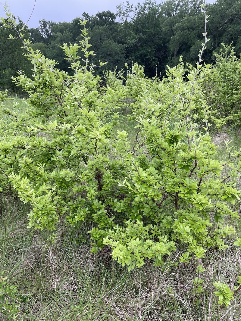 Sideroxylon lanuginosum subsp. rigidum