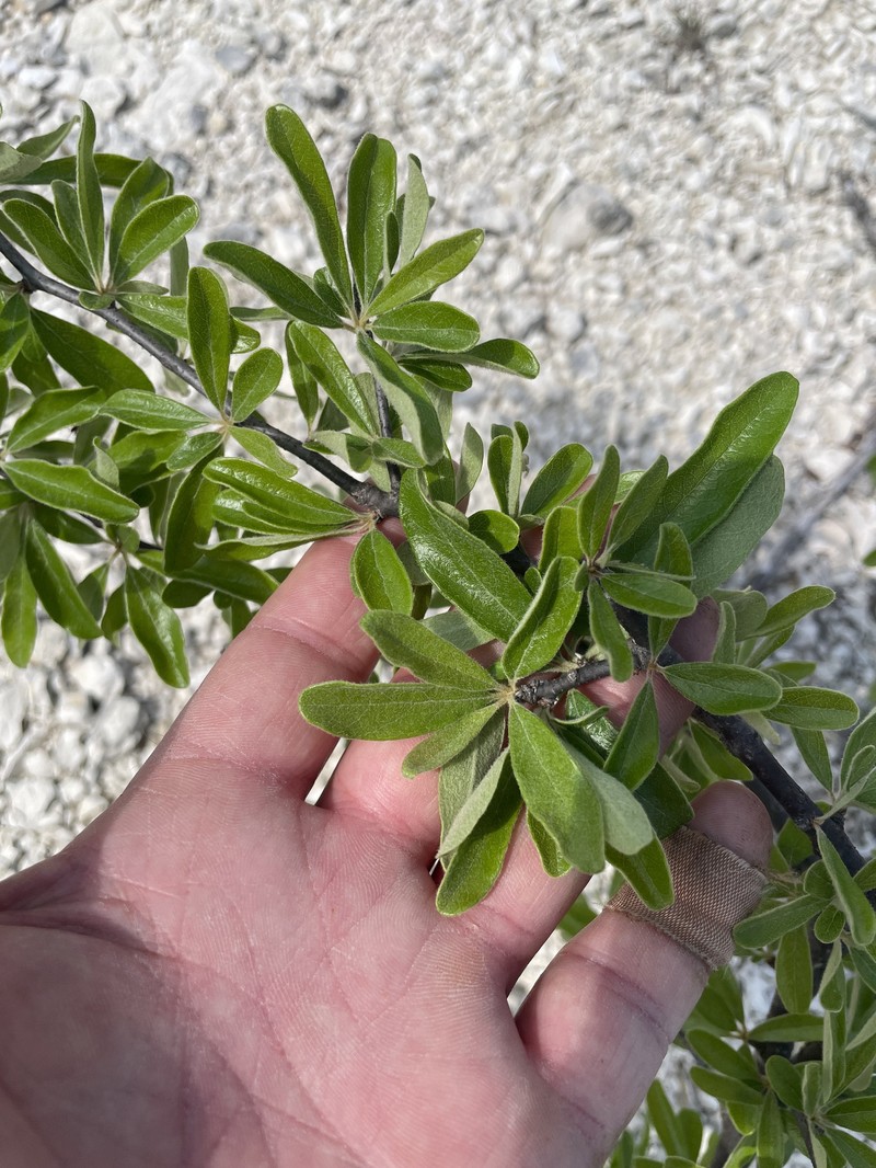 Sideroxylon lanuginosum subsp. rigidum photo 2