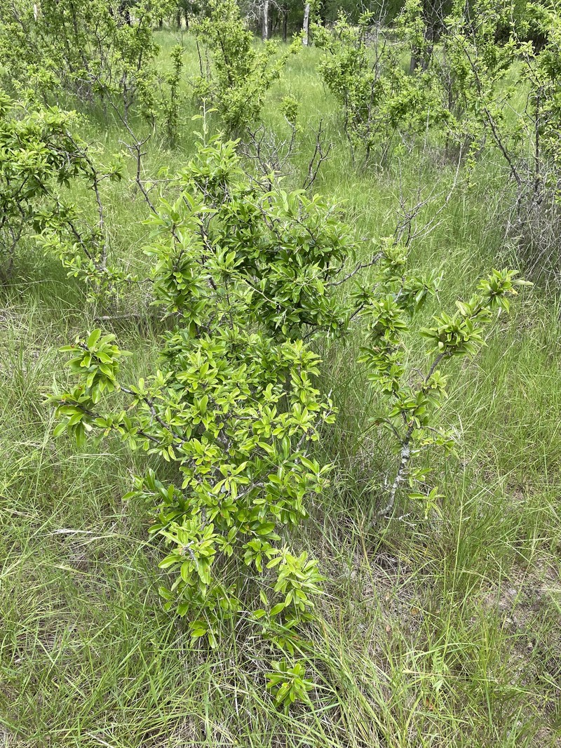 Sideroxylon lanuginosum subsp. rigidum photo 3