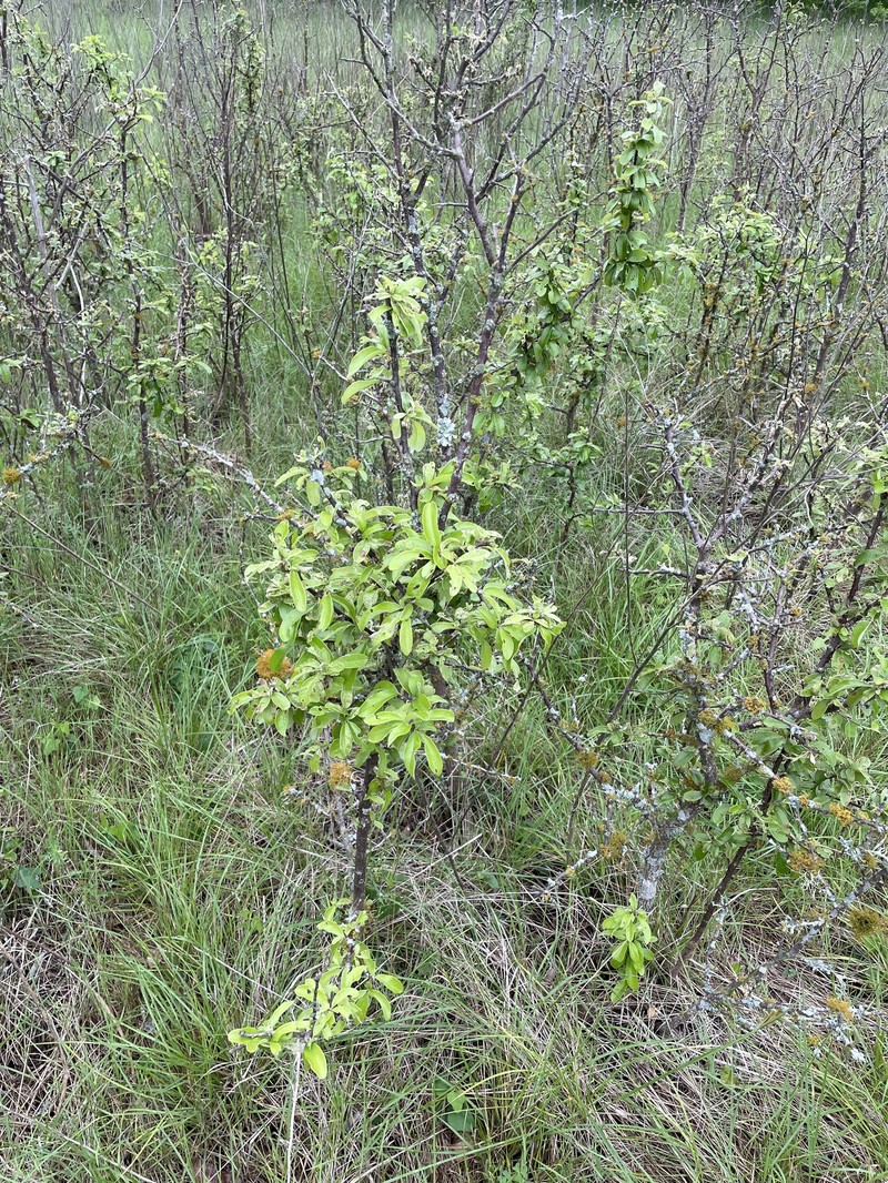 Sideroxylon lanuginosum subsp. rigidum photo 4