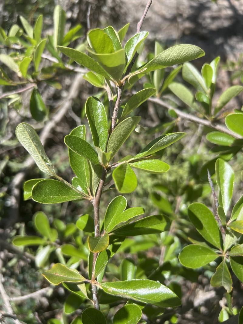 Sideroxylon lanuginosum subsp. rigidum photo 5