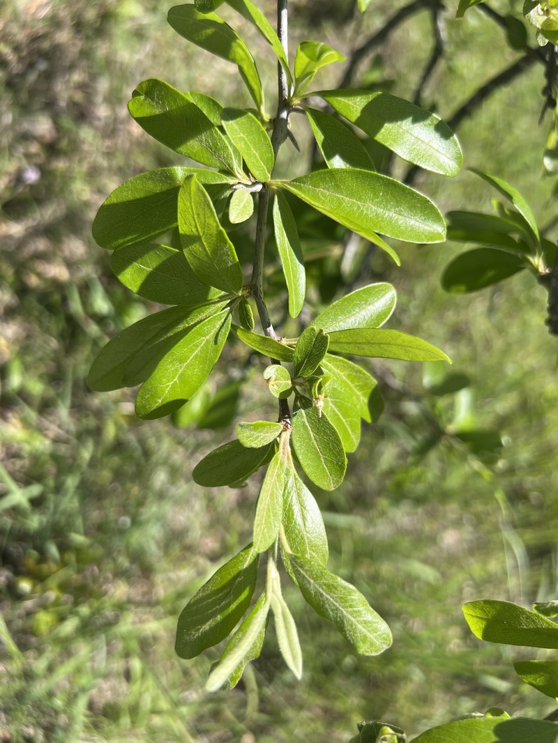 Sideroxylon lanuginosum subsp. rigidum photo 6