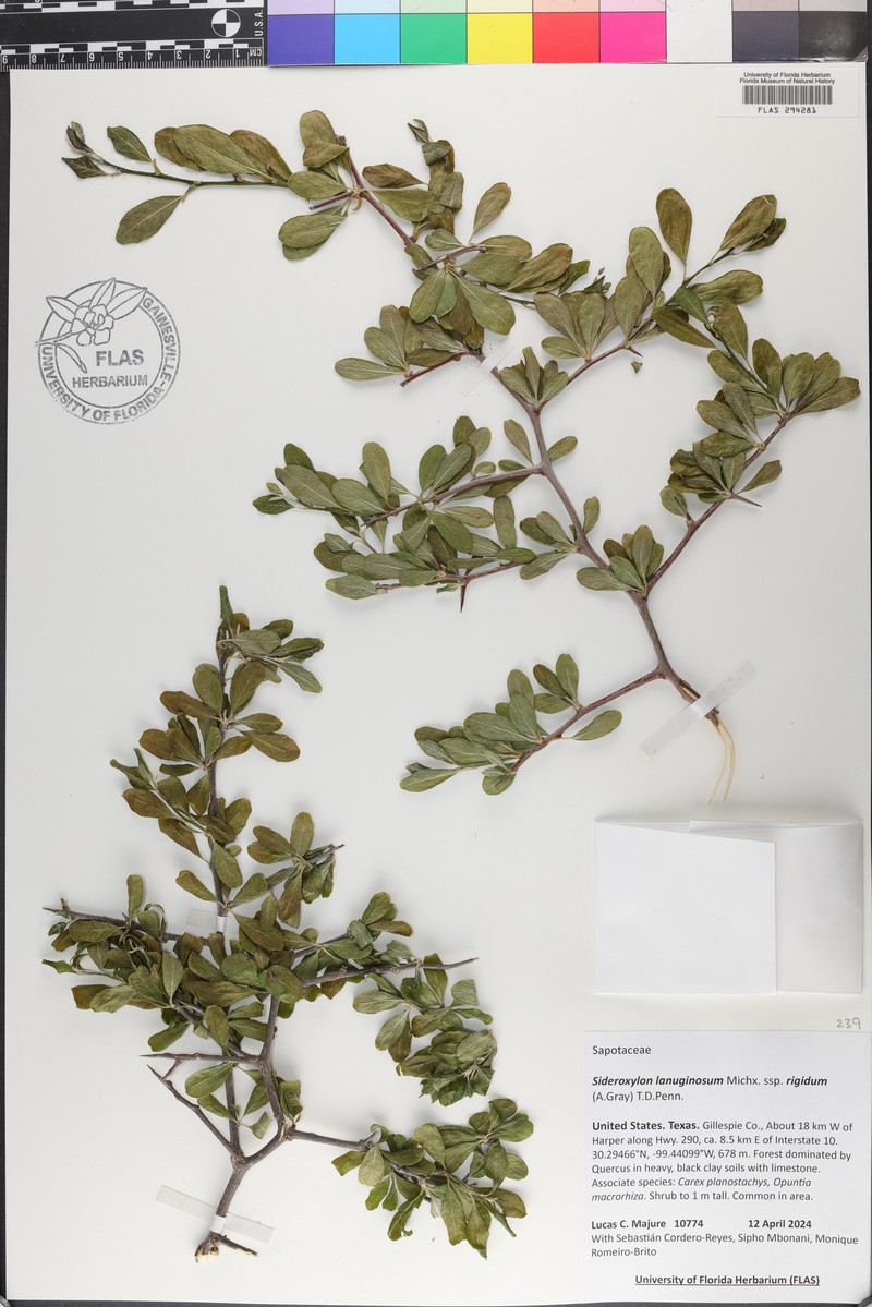 Sideroxylon lanuginosum subsp. rigidum photo 8