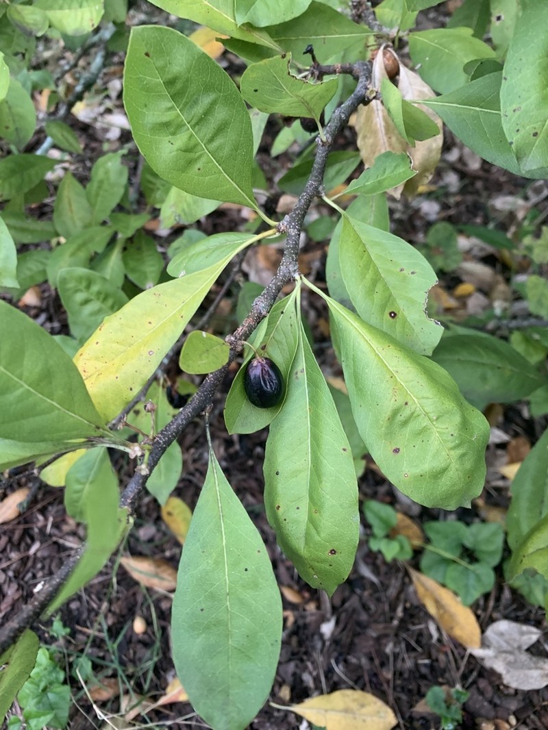 Buckthorn Bully