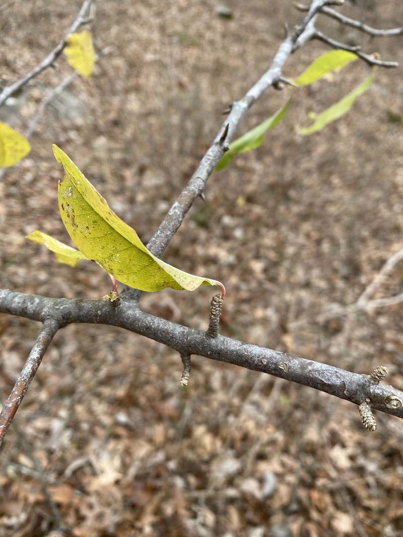 Buckthorn Bully photo 2