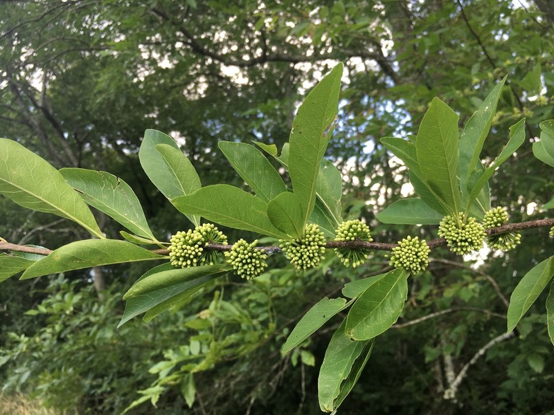 Buckthorn Bully photo 3