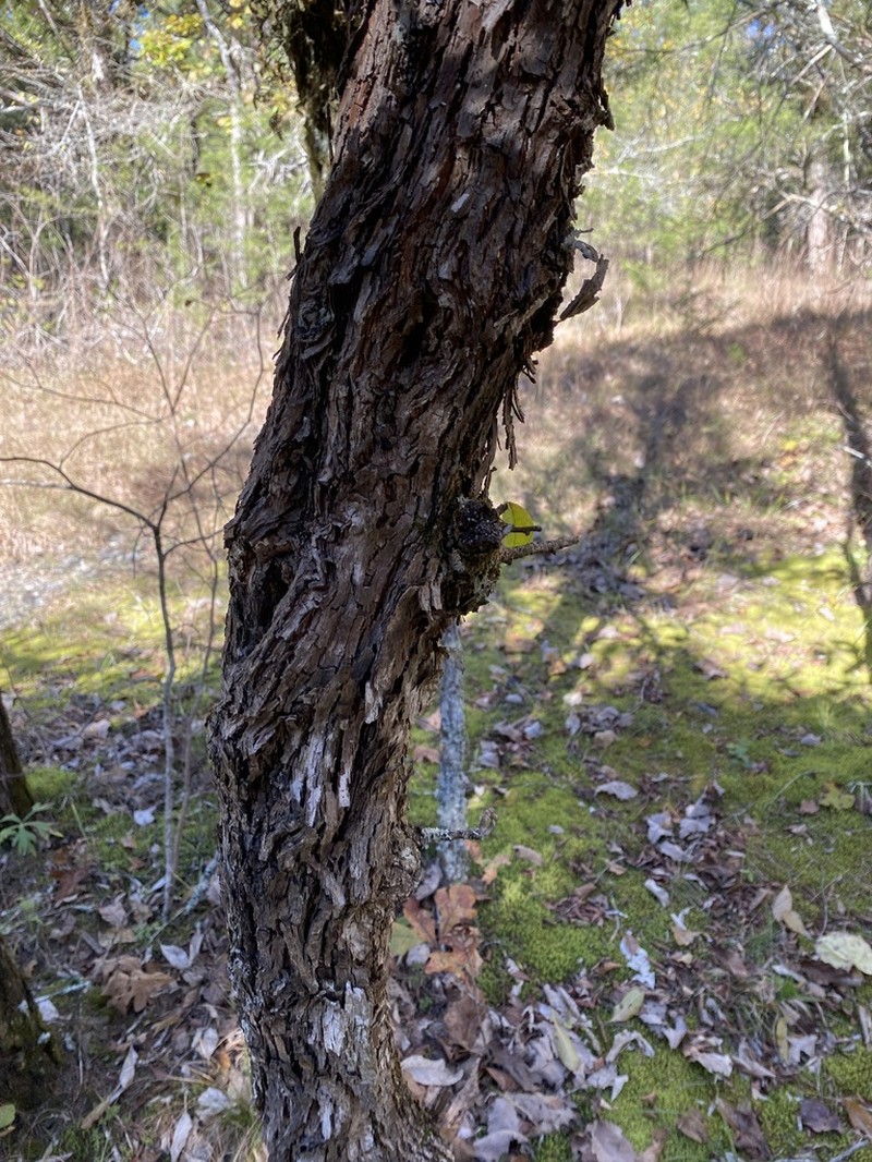 Buckthorn Bully photo 4