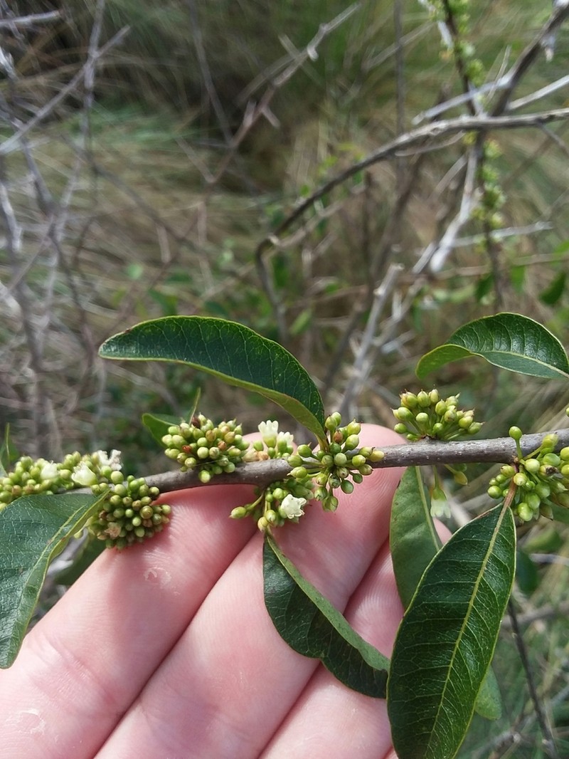 Buckthorn Bully photo 5