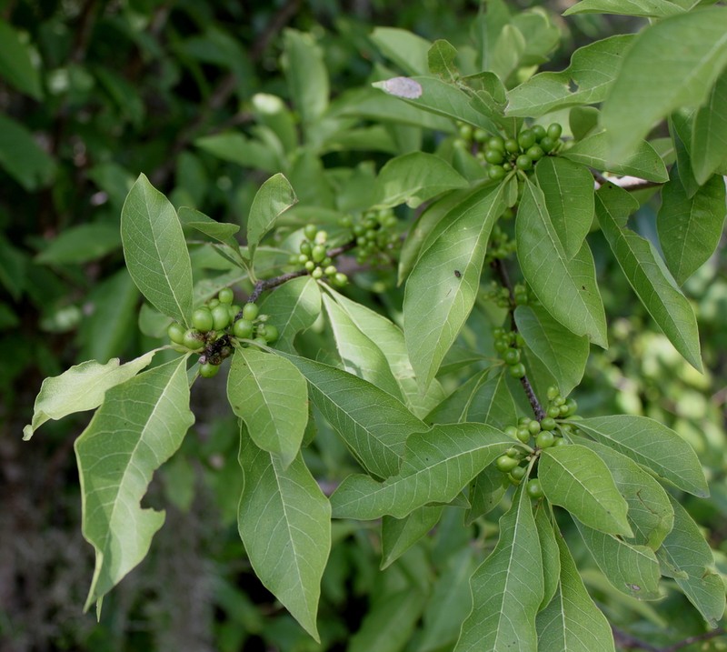 Buckthorn Bully photo 6