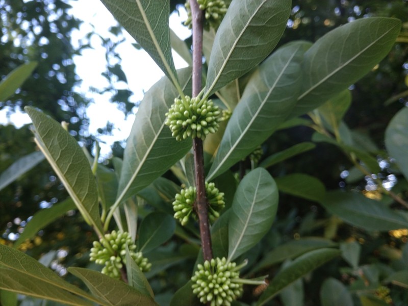 Buckthorn Bully photo 7