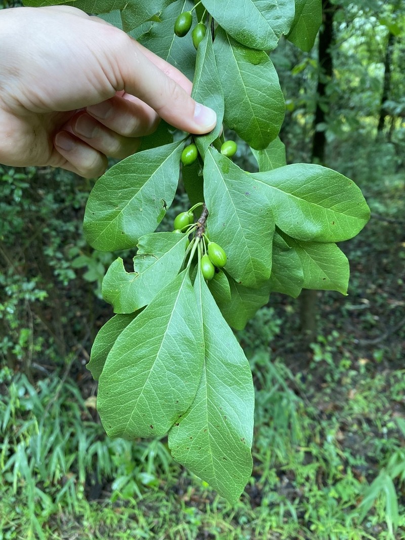 Buckthorn Bully photo 8