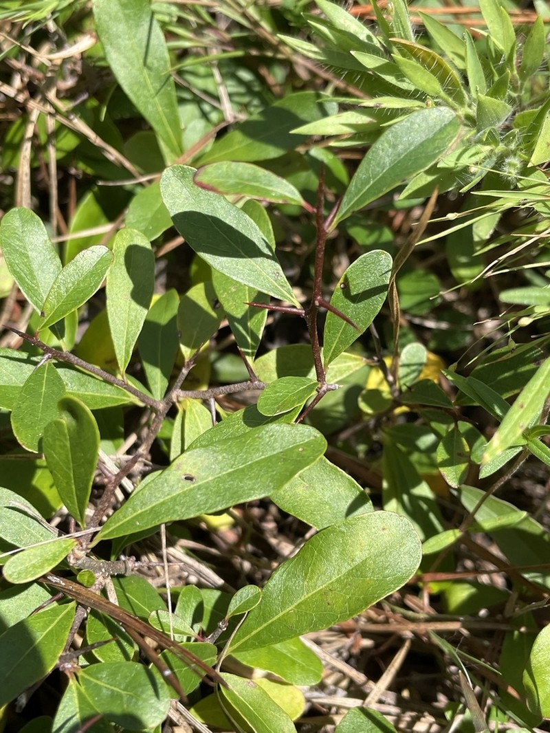 Sideroxylon macrocarpum