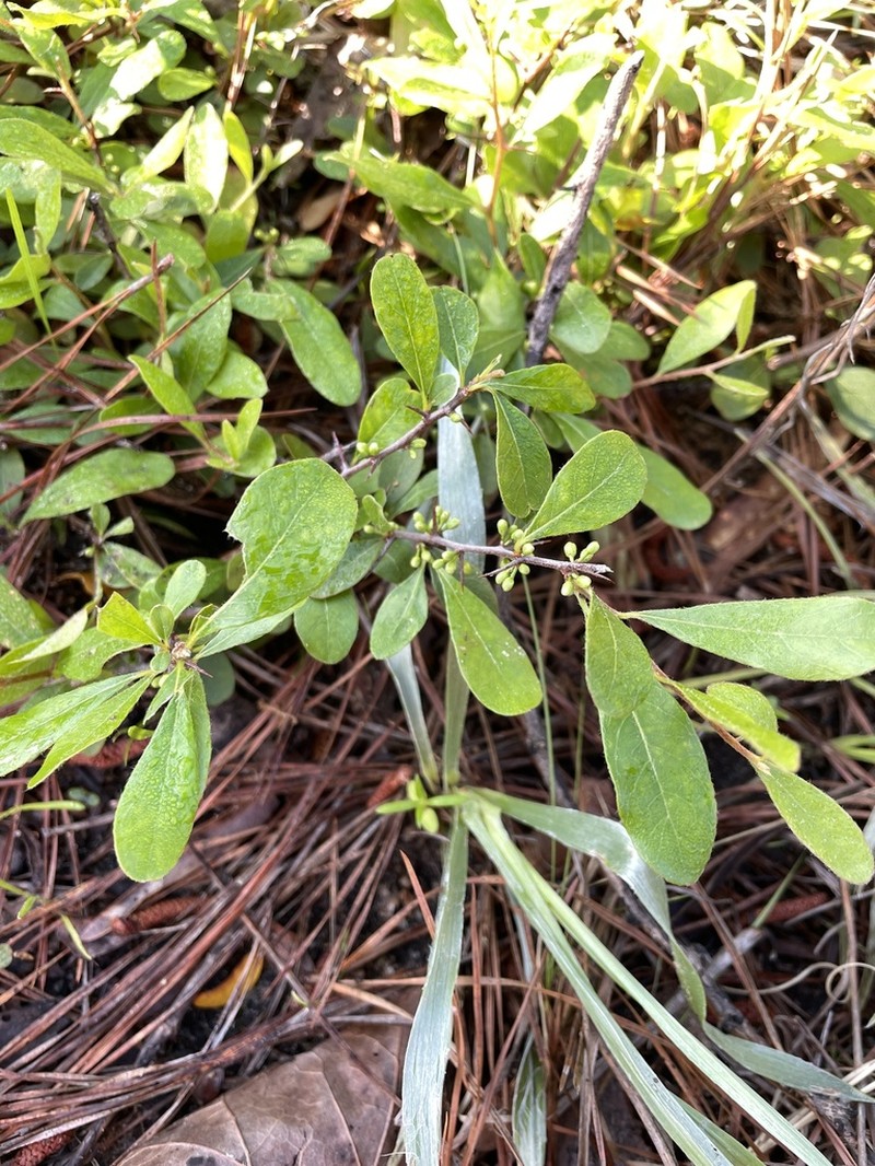Sideroxylon macrocarpum photo 2