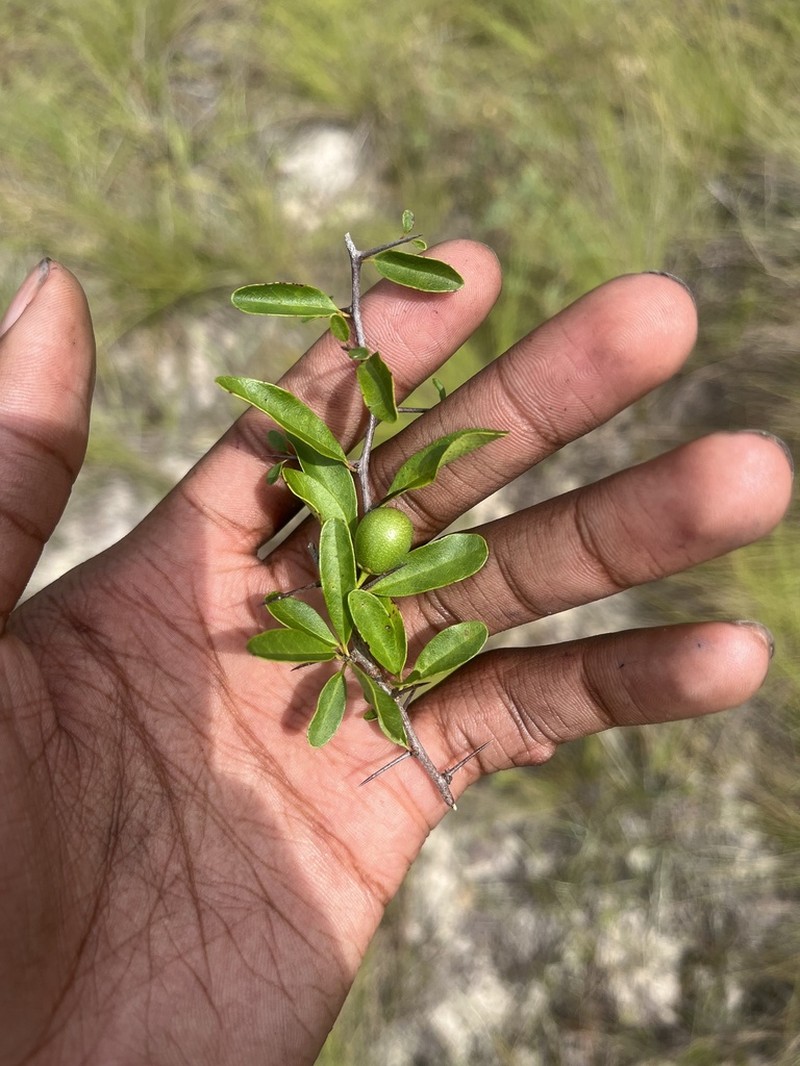 Sideroxylon macrocarpum photo 3