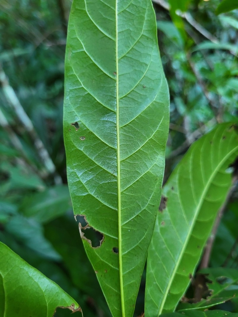 Puerto Rico Bully photo 3
