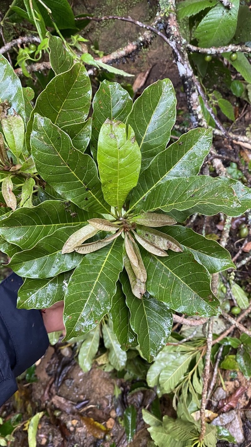 Puerto Rico Bully photo 5