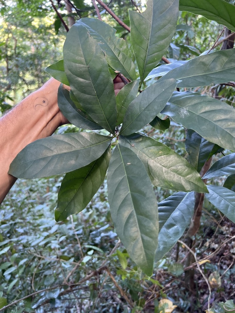 Puerto Rico Bully photo 6