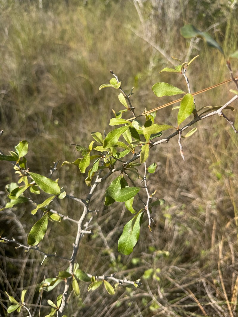 Sideroxylon reclinatum subsp. austrofloridense