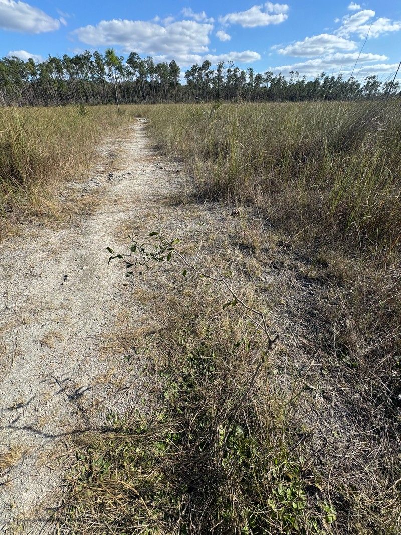 Sideroxylon reclinatum subsp. austrofloridense photo 2