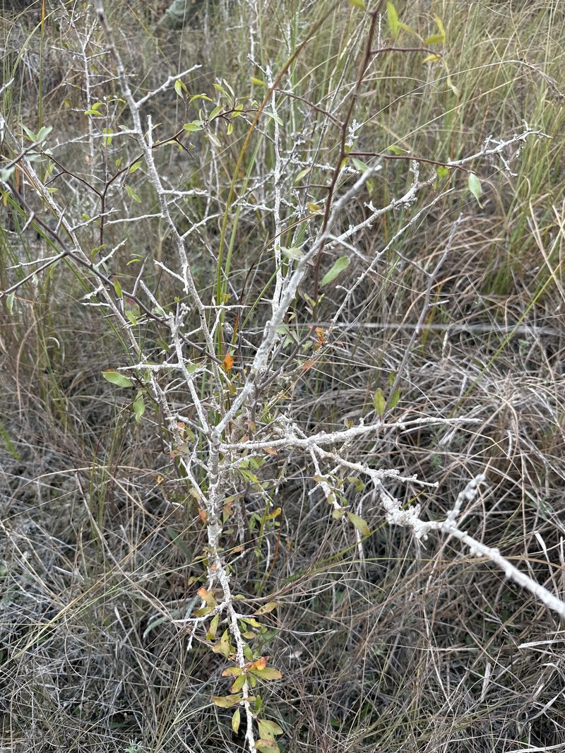 Sideroxylon reclinatum subsp. austrofloridense photo 3