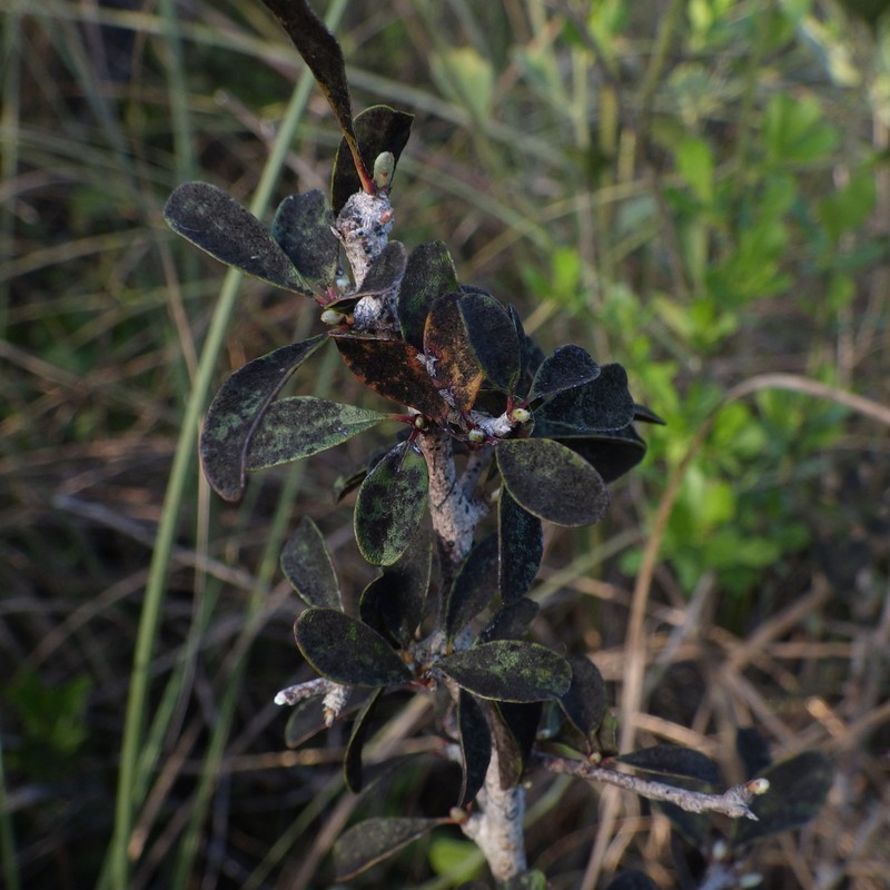 Sideroxylon reclinatum subsp. austrofloridense photo 4