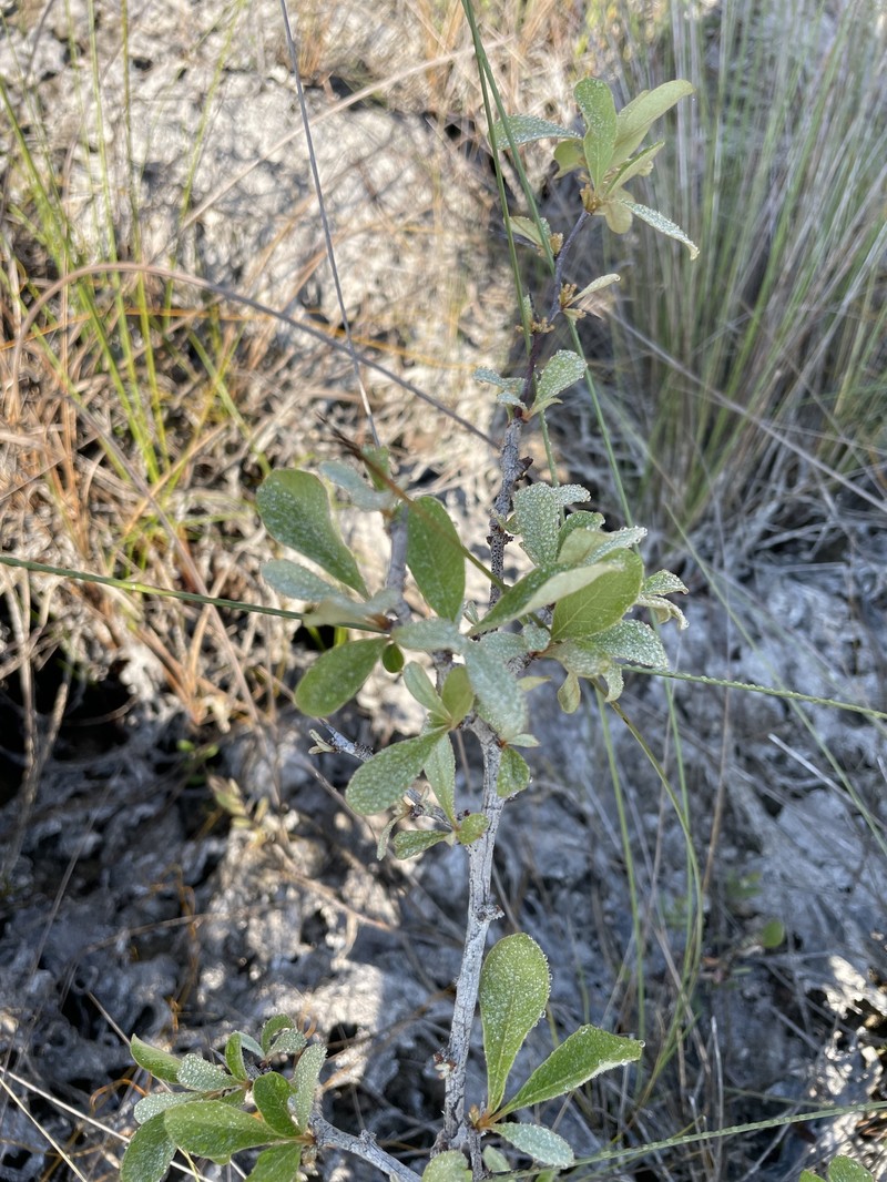 Sideroxylon reclinatum subsp. austrofloridense photo 5