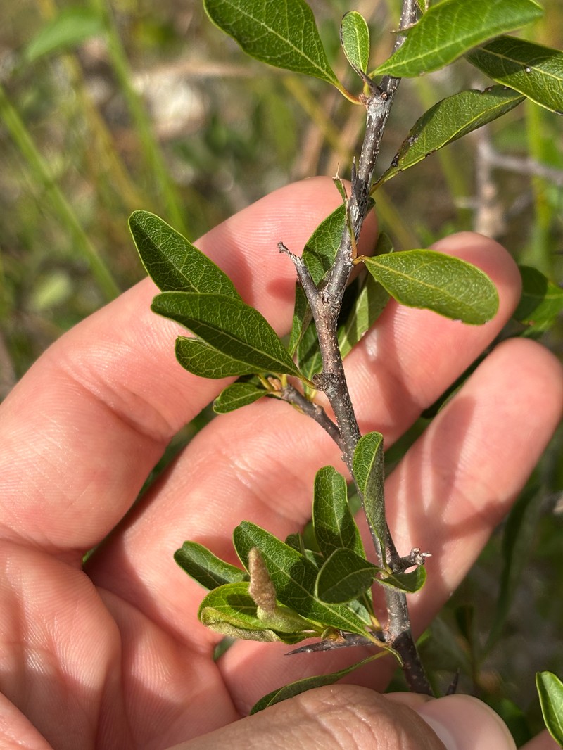 Sideroxylon reclinatum subsp. austrofloridense photo 6
