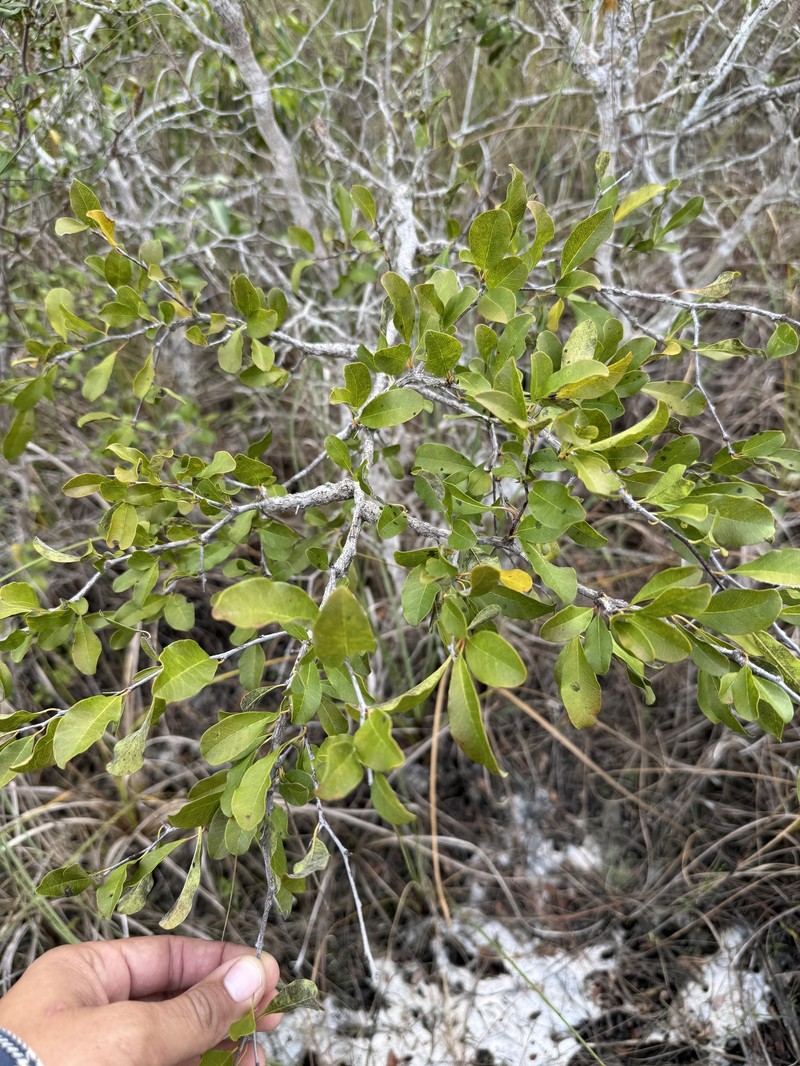 Sideroxylon reclinatum subsp. austrofloridense photo 8