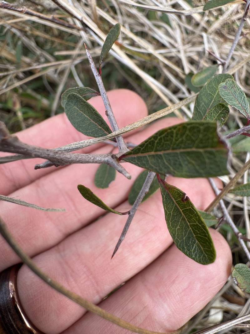 Sideroxylon reclinatum subsp. reclinatum
