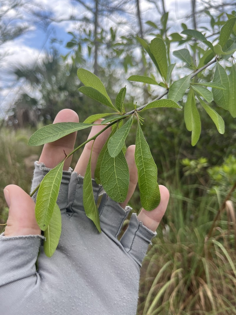 Sideroxylon reclinatum subsp. reclinatum photo 2
