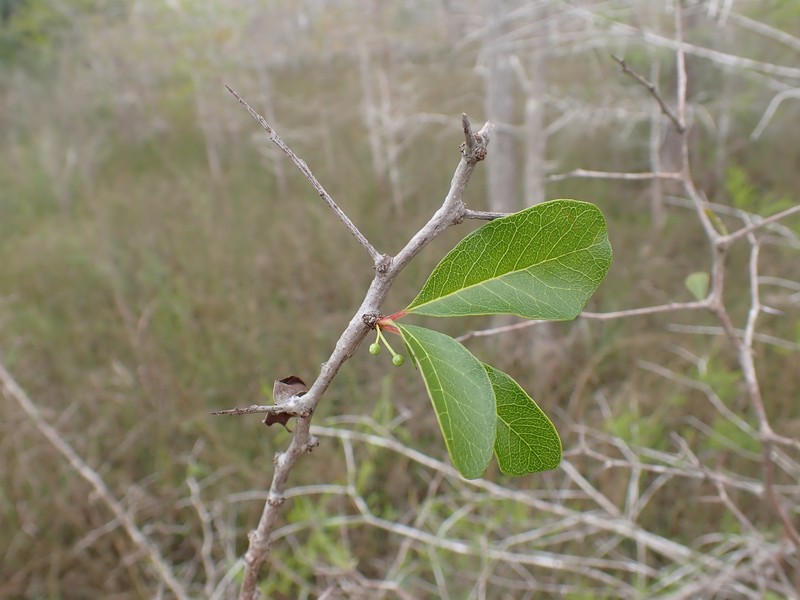 Sideroxylon reclinatum subsp. reclinatum photo 3
