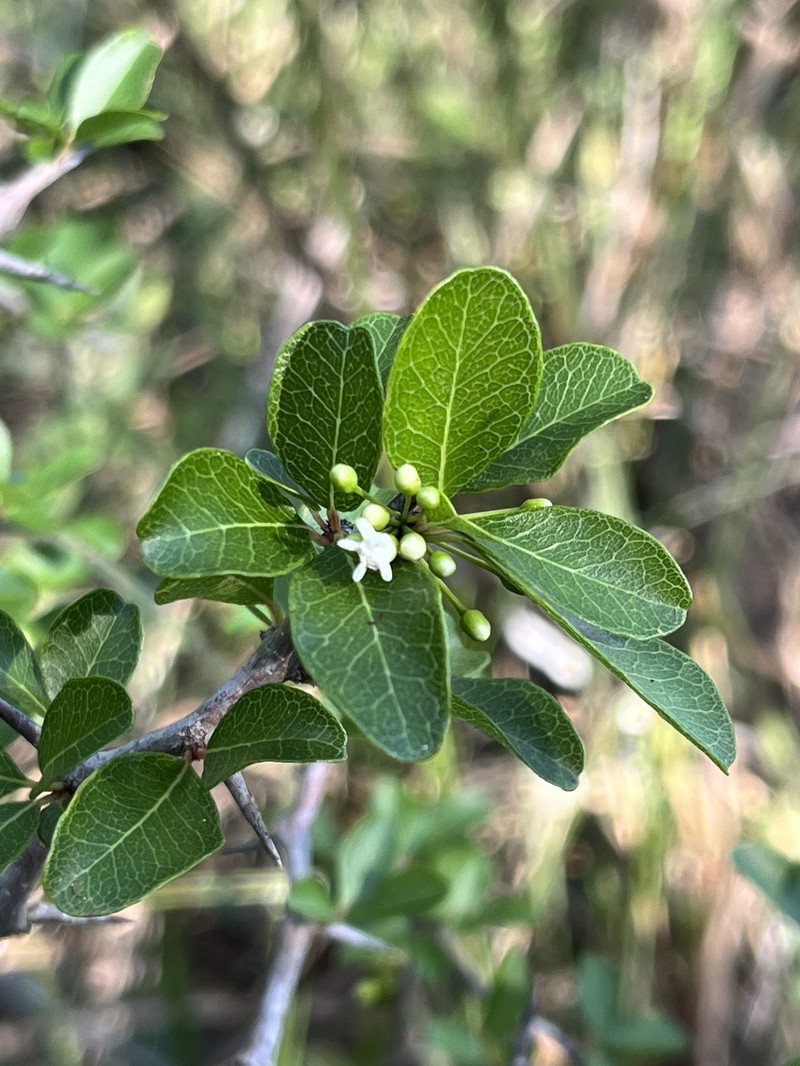 Sideroxylon reclinatum subsp. reclinatum photo 4