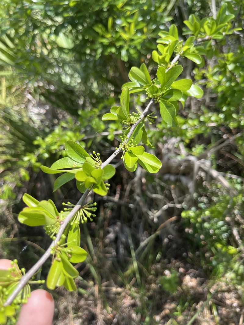 Sideroxylon reclinatum subsp. reclinatum photo 5