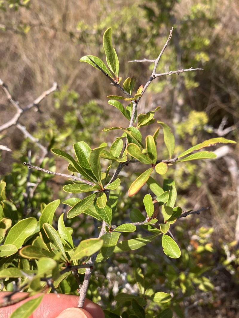Sideroxylon reclinatum subsp. reclinatum photo 6