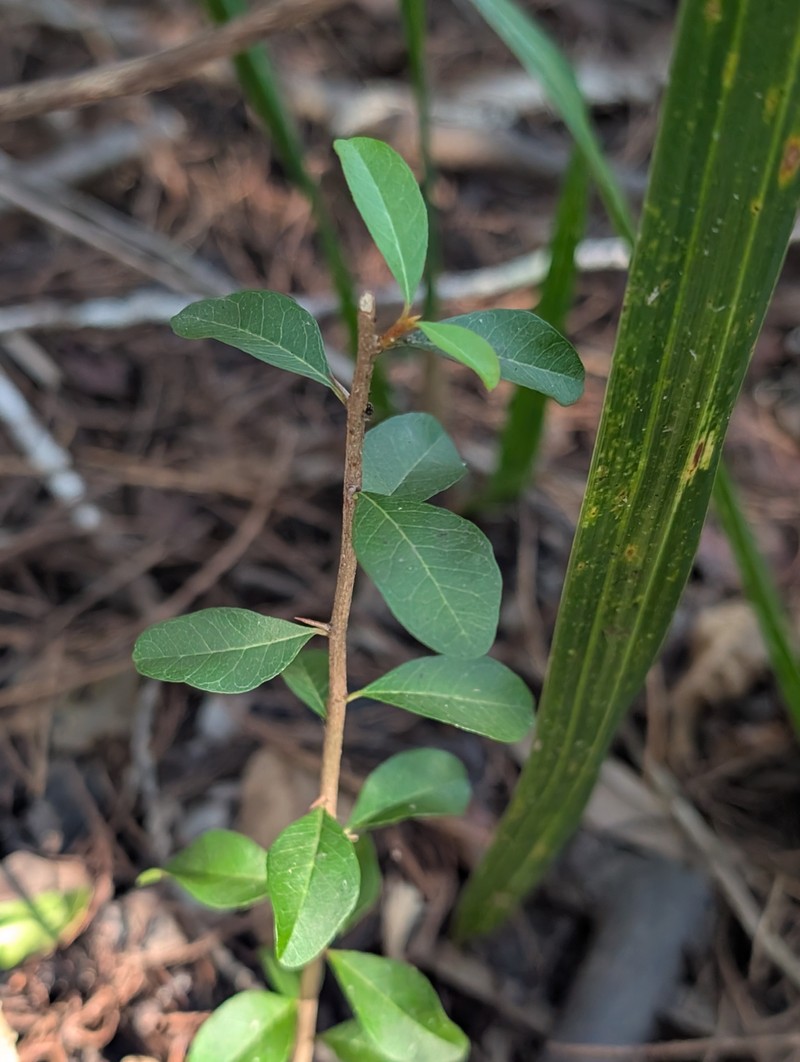 Sideroxylon reclinatum subsp. reclinatum photo 7