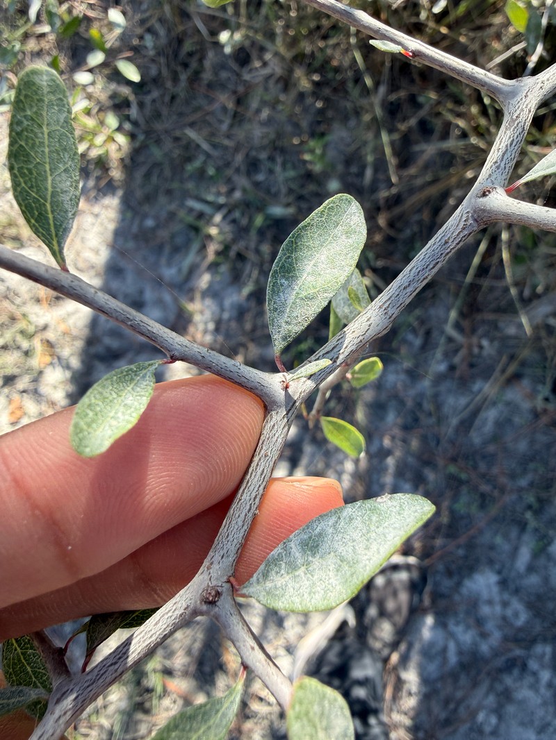 Sideroxylon reclinatum subsp. reclinatum photo 8