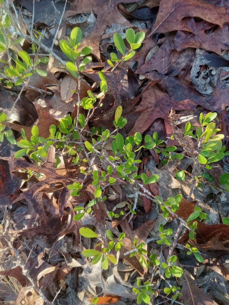 Sideroxylon rufohirtum