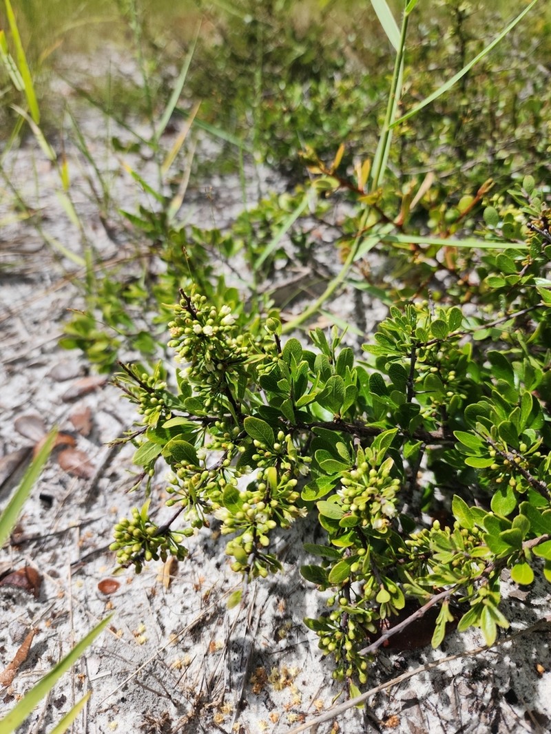 Sideroxylon rufohirtum photo 2