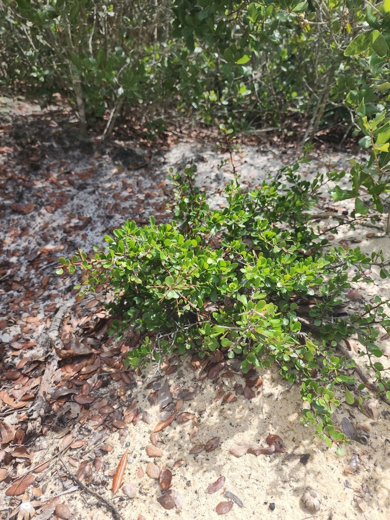 Sideroxylon rufohirtum photo 3