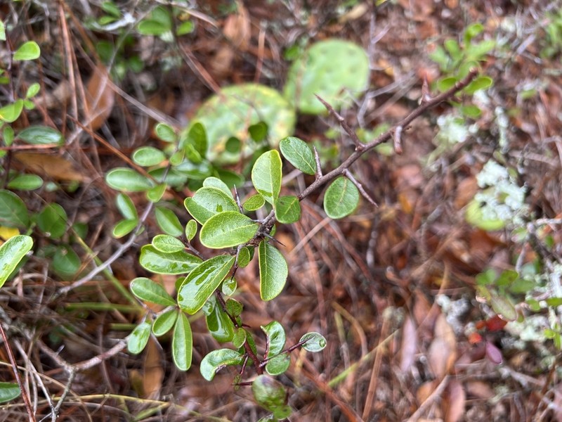 Sideroxylon rufohirtum photo 4