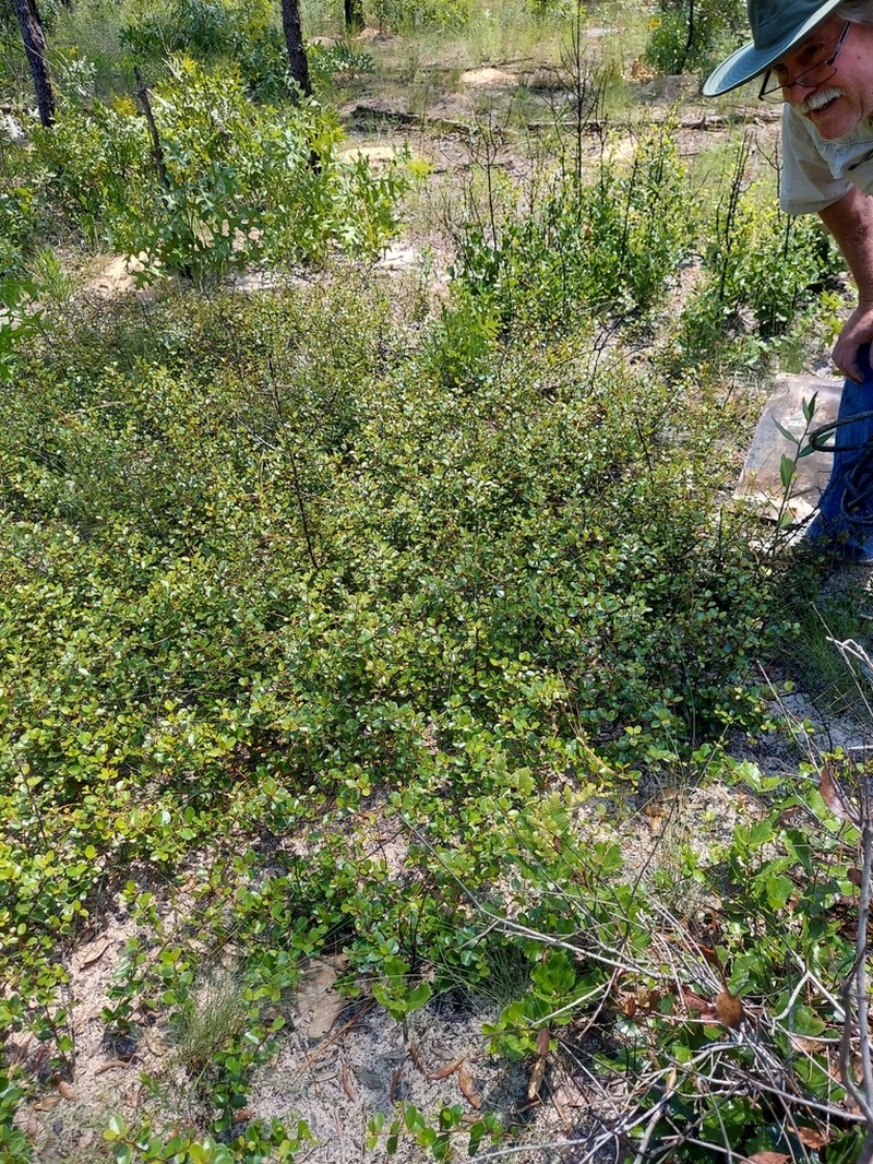 Sideroxylon rufohirtum photo 5