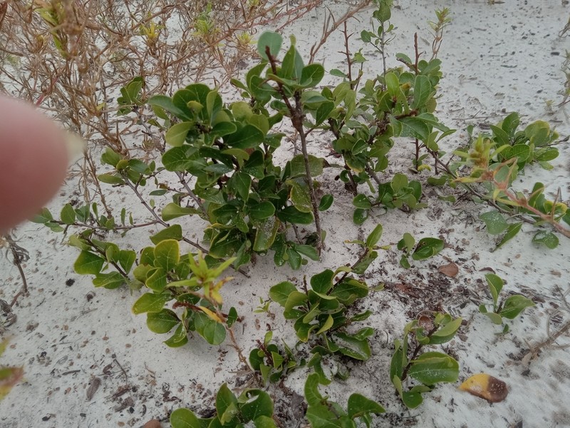 Sideroxylon rufohirtum photo 6