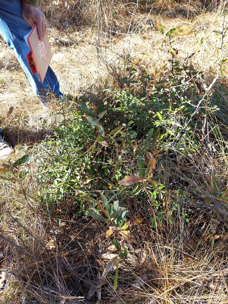 Sideroxylon rufohirtum photo 7