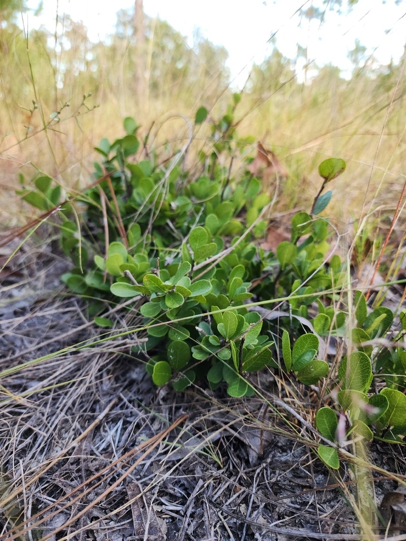 Sideroxylon rufohirtum photo 8