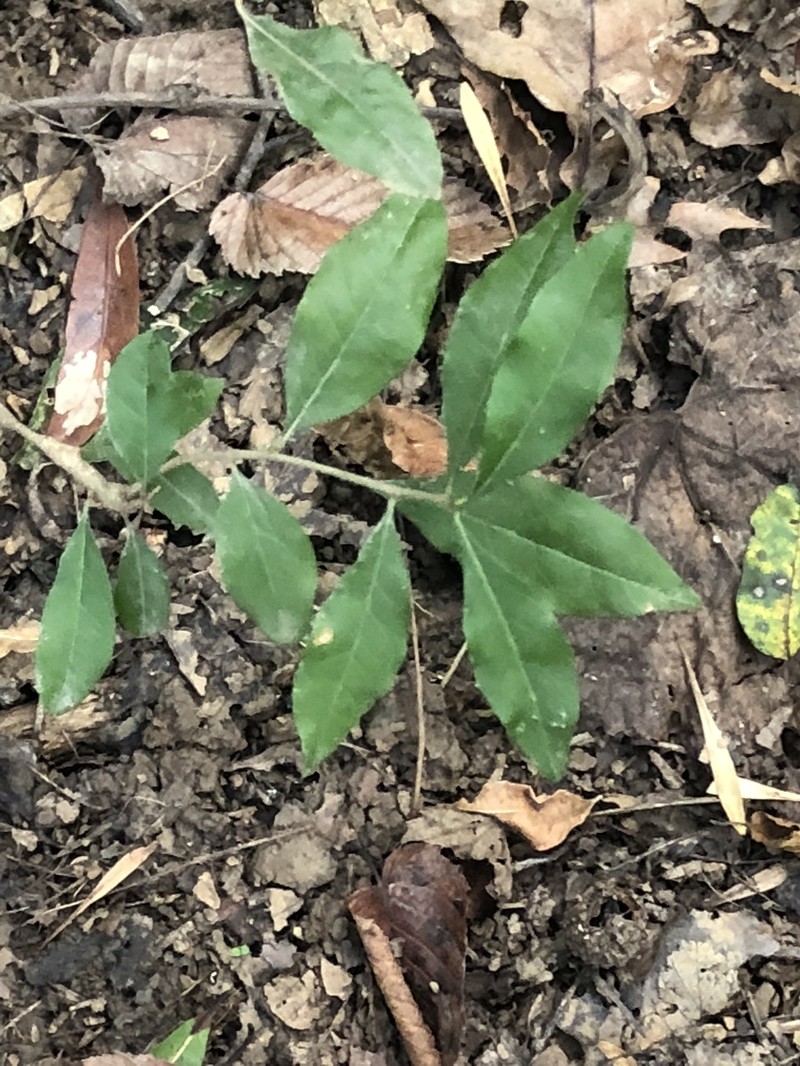 Georgia Bully photo 7