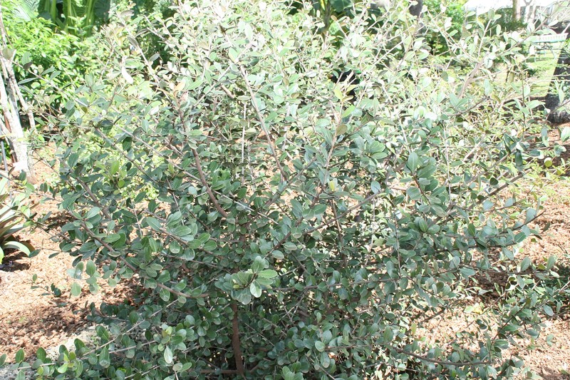 Milk-Berry photo 3