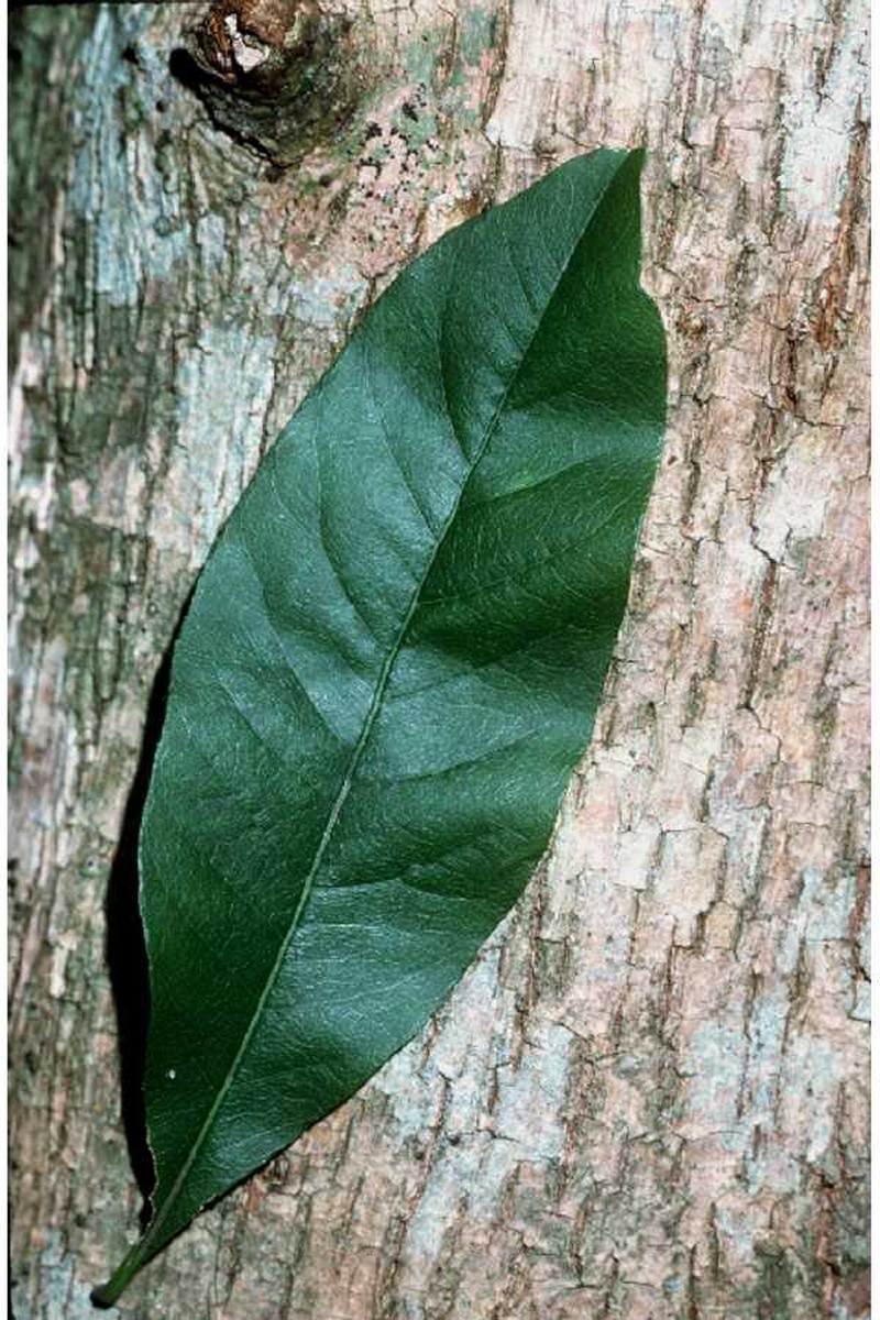 Buckthorn Bully photo 2